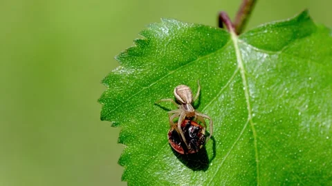 A Crab Spider feeding on a 7-spot Ladybird it ambushed on a Birch leaf. UK Stock Footage 336289274