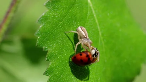 A Crab Spider feeding on a 7-Spot Ladybird it has ambushed on a Birch leaf. UK Stock Footage 336304591