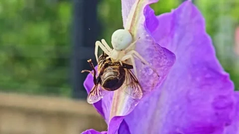Crab Spider Feeding on Bee in Rain Macro Close Up 스톡 동영상 334650490