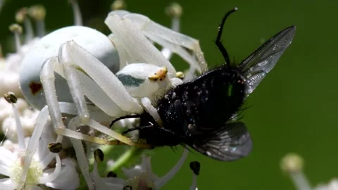 Crab Spider on a flower with a fly. Stock Footage 138440233