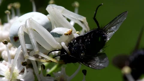 Crab Spider on a flower with a fly. Stock Footage 138440616