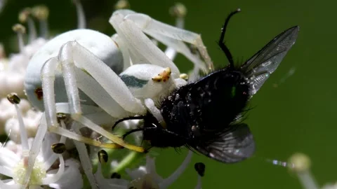 Crab Spider on a flower with a fly. Stock Footage 138440686