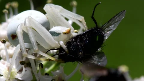 Crab Spider on a flower with a fly. Stock-Footage 138440749