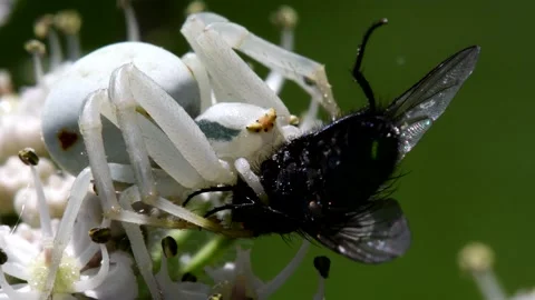 Crab Spider on a flower with a fly. Stock Footage 138440859