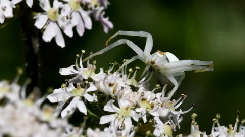 Crab Spider on a flower. Stock-Footage 138438499
