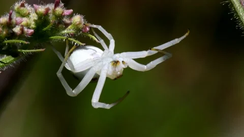 Crab Spider on a flower. Stock Footage 138439393