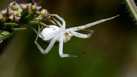 Crab Spider on a flower. 動画素材 138439997