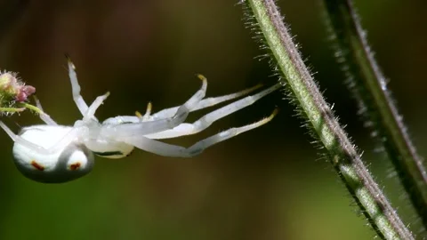 Crab Spider on a flower. Stock Footage 138440114
