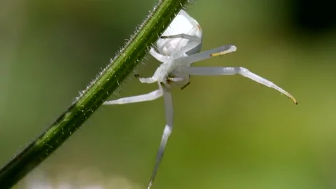 Crab Spider on a flower. Stock-Footage 138441079