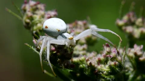 Crab Spider on a flower. Stock Footage 138441408