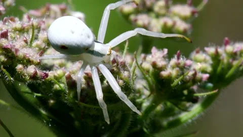 Crab Spider on a flower. Stock Footage 138441638