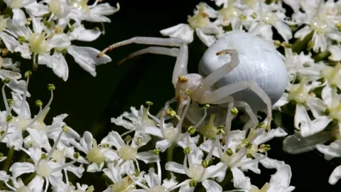 Crab Spider on a flower. Stock-Footage 138935869