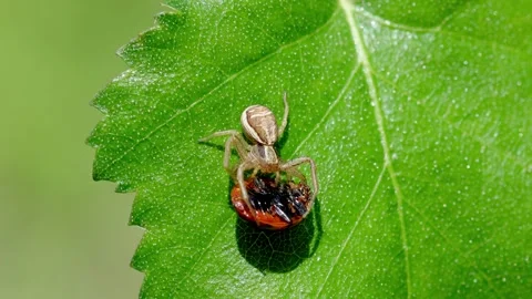 A Crab Spider with its prey, perched on a Birch leaf. UK Stock Footage 336304620