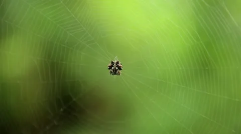 Crab Spider in its web, defending and repairing (part 1 of 2) Stock Footage 22018875