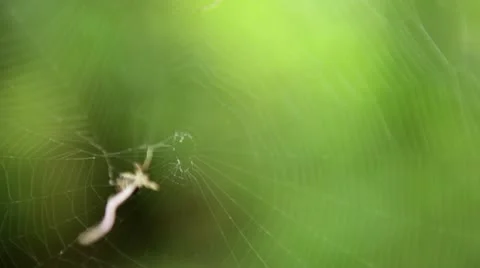 Crab Spider in its web, defending and repairing (part 2 of 2) Stock Footage 22019145