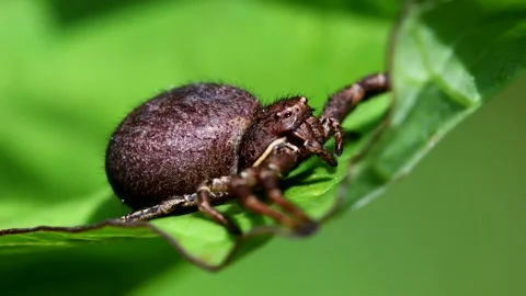 Crab Spider on a leaf. Stock-Footage 138934988