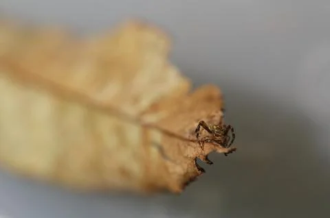 A crab spider is looking at the camera, it has the most beautiful eyes Stock Photos