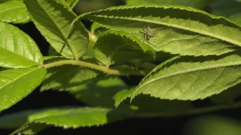 Crab Spider Moving on Silk Webs Under Green Leaf - 4K Macro Wildlife Shot Vídeos de archivo 335712496