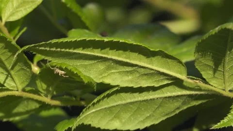 Crab Spider Navigating and Climbing Between Green Leaves - 4K Macro Shot Stockbeeldmateriaal 335712237