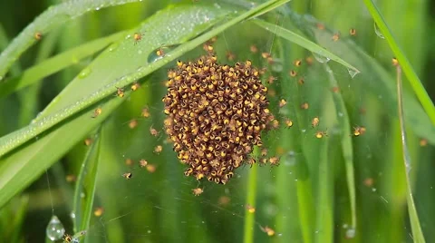 Crab Spider nest, close, Synema globosum Video stock 42952190