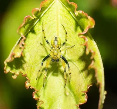 Crab spider Stock Photos