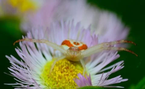 Crab spider Stock Photos