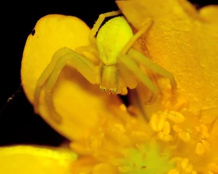 Crab spider Stock Photos
