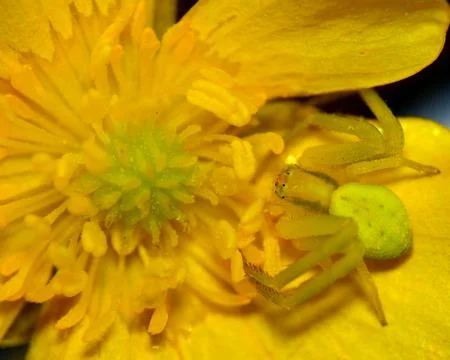 Crab spider Stock Photos