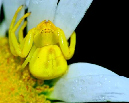 Crab spider Stock Photos