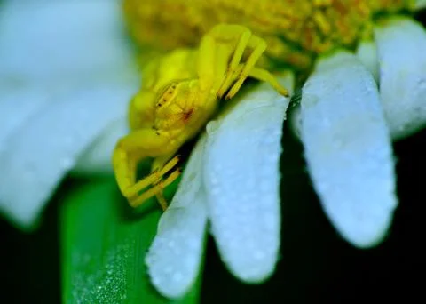 Crab spider Stock Photos