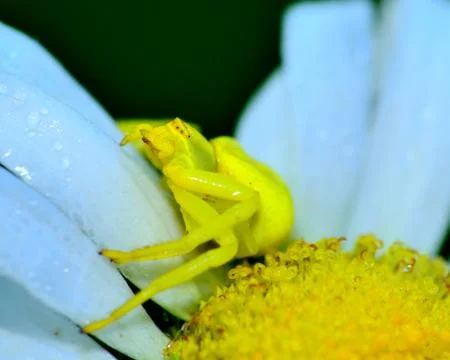 Crab spider Stock Photos