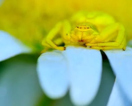 Crab spider Foto stock