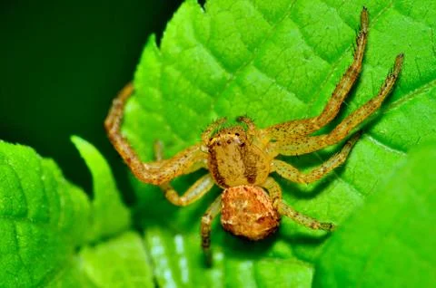 Crab spider Stock Photos
