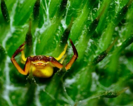 Crab spider Stock Photos