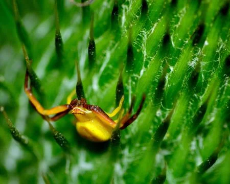 Crab spider Stock Photos