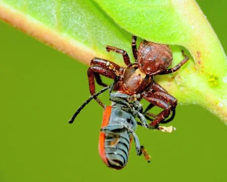 Crab spider Stock Photos