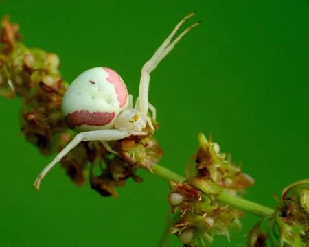 Crab spider Stock Photos