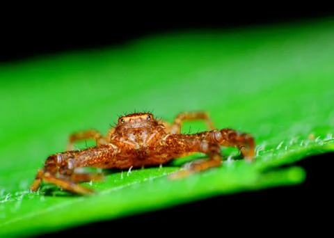 Crab spider Stock Photos