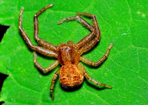 Crab spider Stock Photos