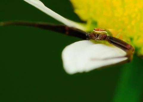 Crab spider Stock Photos