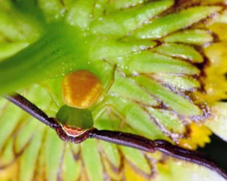 Crab spider Stock Photos