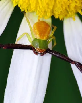 Crab spider Stock Photos