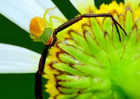 Crab spider Stock Photos
