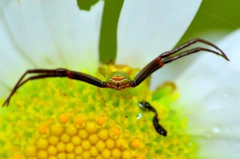 Crab spider Stock Photos