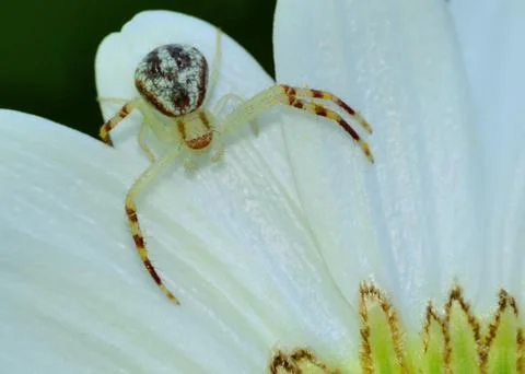 Crab spider Stock Photos