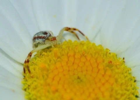Crab spider Stock Photos