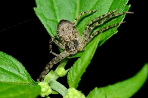 Crab spider Stock Photos