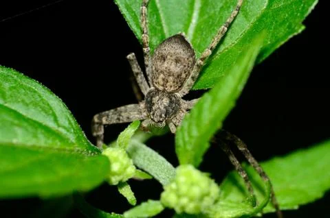 Crab spider Stock Photos