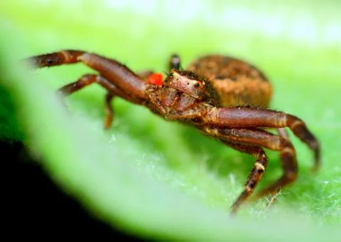 Crab spider Stock Photos