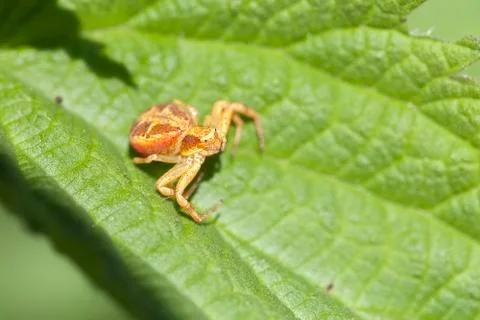 Crab Spider 写真素材